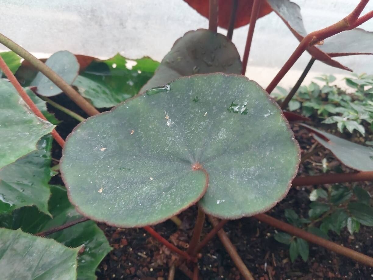 Begonia lyman-smithii — houseplant care guide