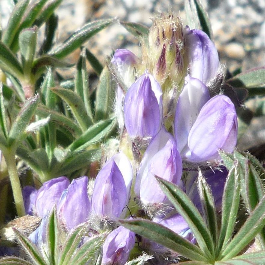 Lupinus conicus flower