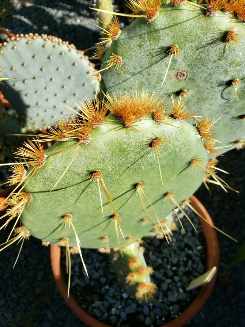 Opuntia robusta — search result for 'Opuntia'