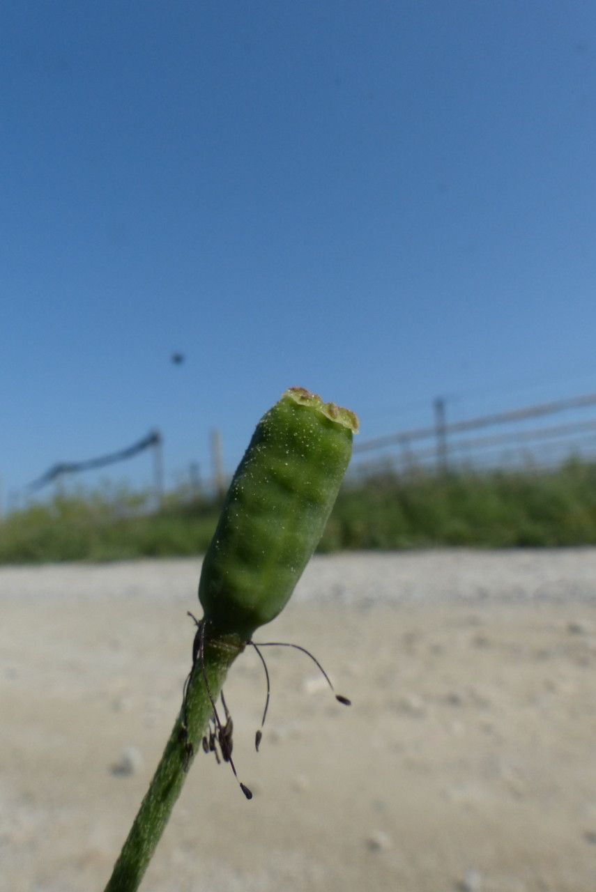 Papaver dubium fruit