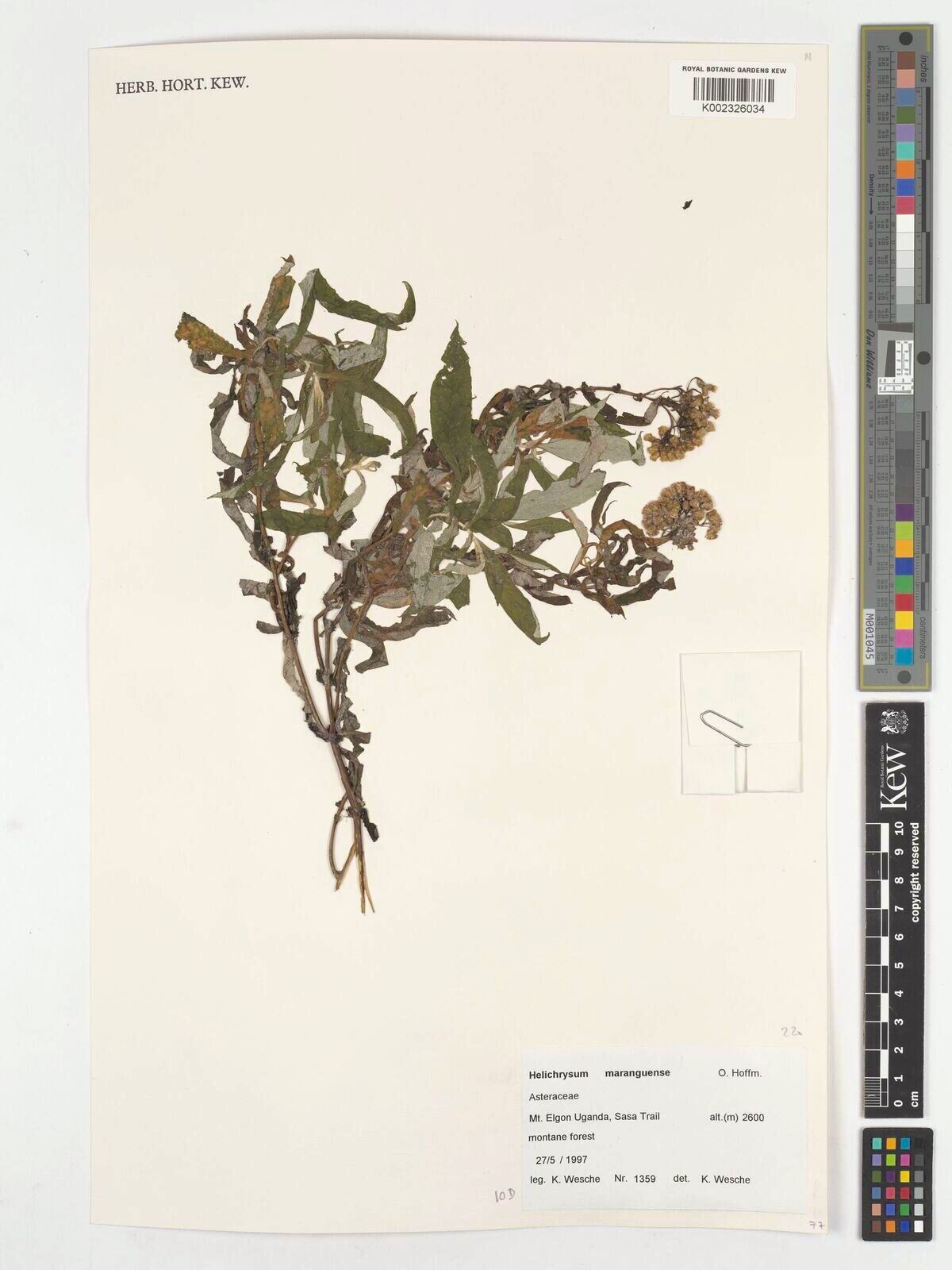 Helichrysum maranguense — search result for 'Helichrysum'