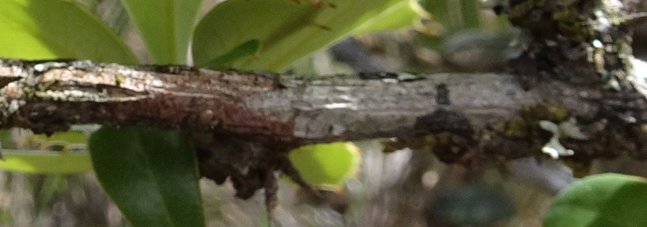 Berberis goudotii bark