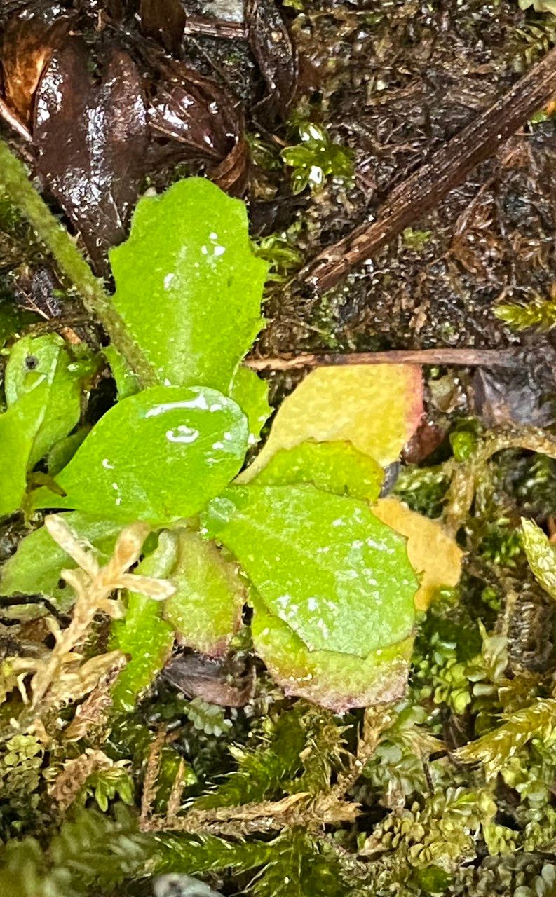 Arabis alpina — related species from the same genus