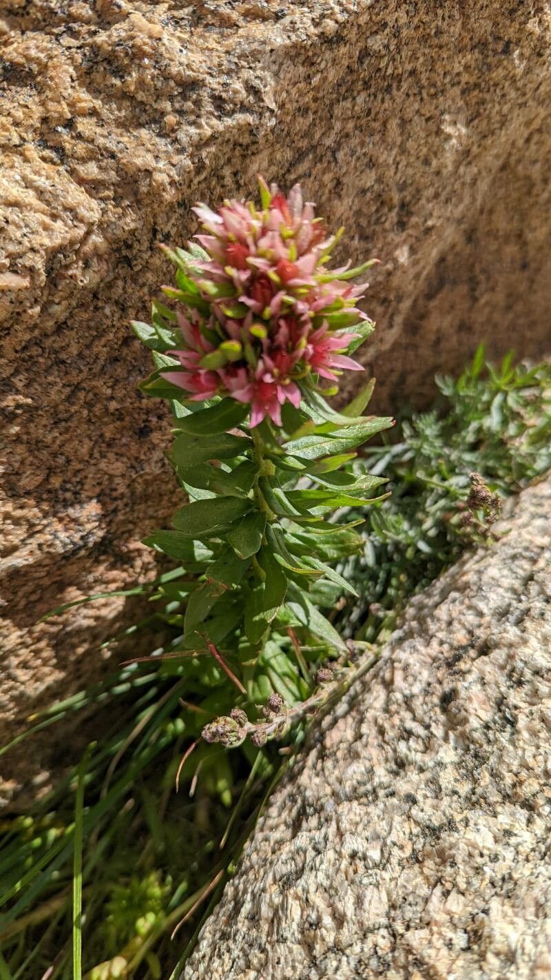 Rhodiola rhodantha — search result for 'Rhodiola'