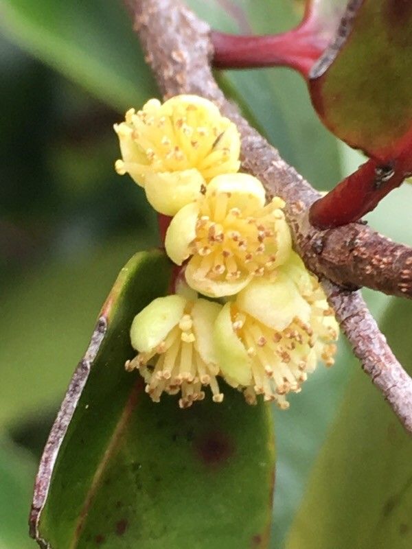Xylosma pininsularis flower