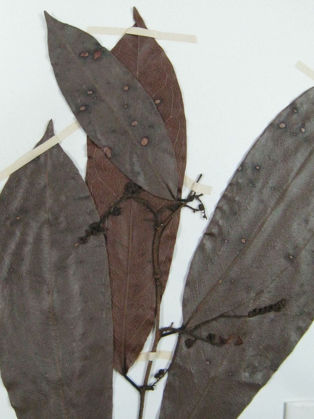 Lecythis corrugata other