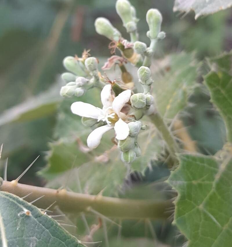 Cnidoscolus vitifolius flower