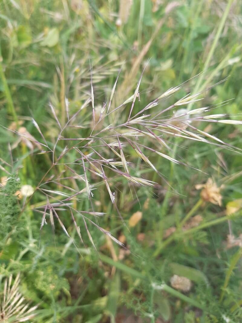 Vulpia ligustica fruit