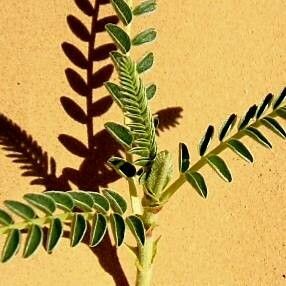 Astragalus gombo — houseplant care guide