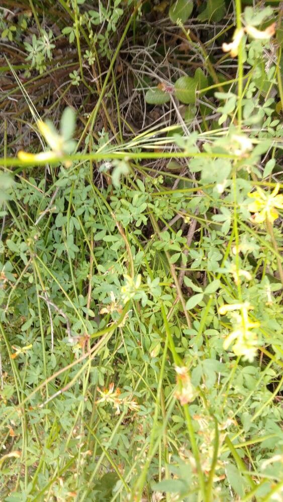 Acmispon dendroideus — search result for 'Acmispon'