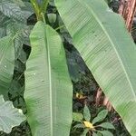 Musa spp.