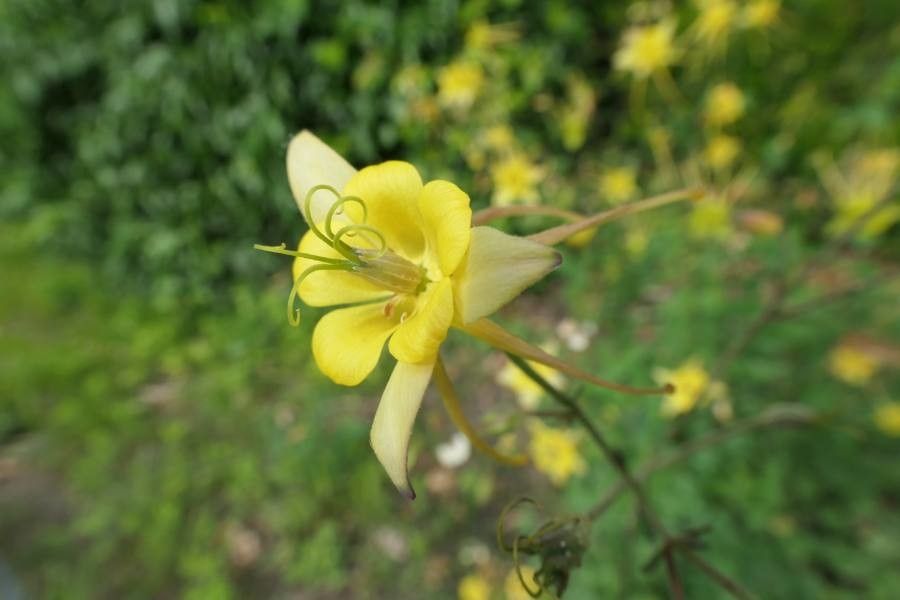 Aquilegia flavescens — search result for 'Aquilegia'