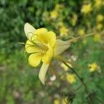 Aquilegia flavescens