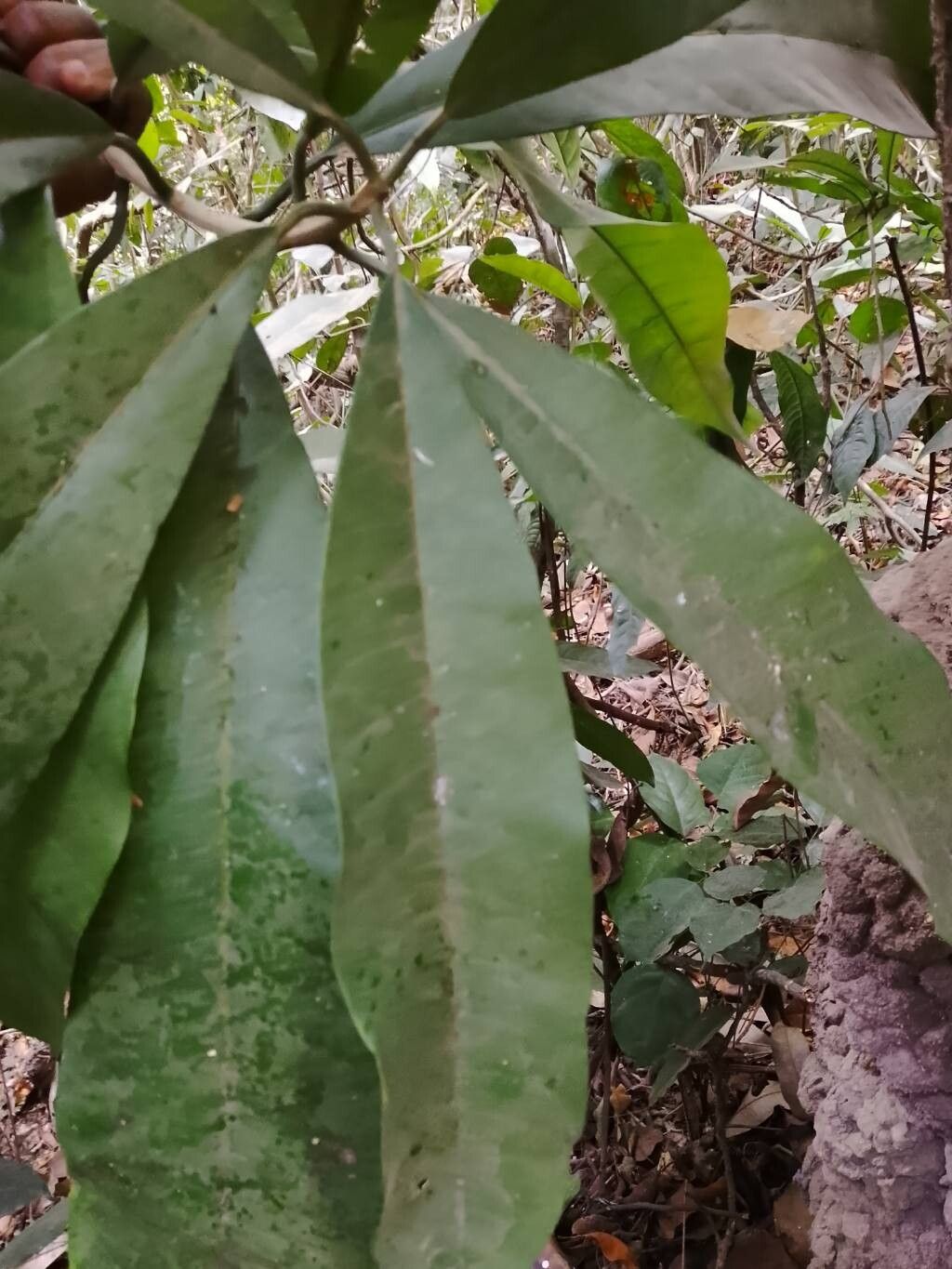 Manilkara dawei — houseplant care guide