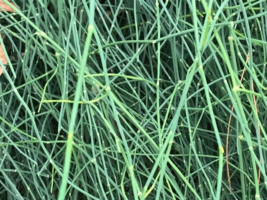 Ephedra fragilis — search result for 'Ephedra'