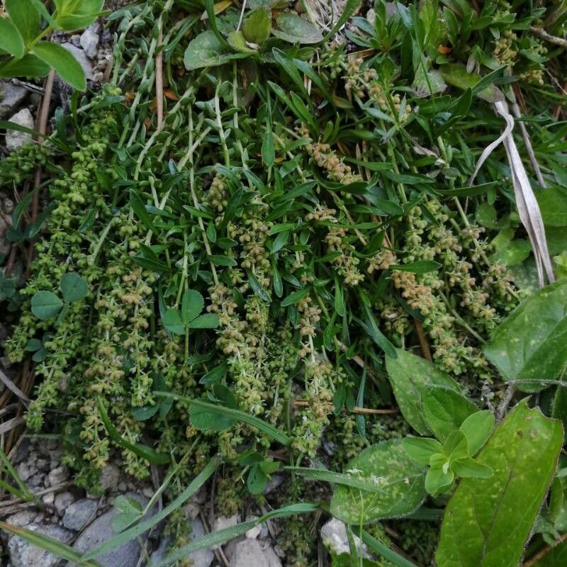 Sesamoides pygmaea fruit