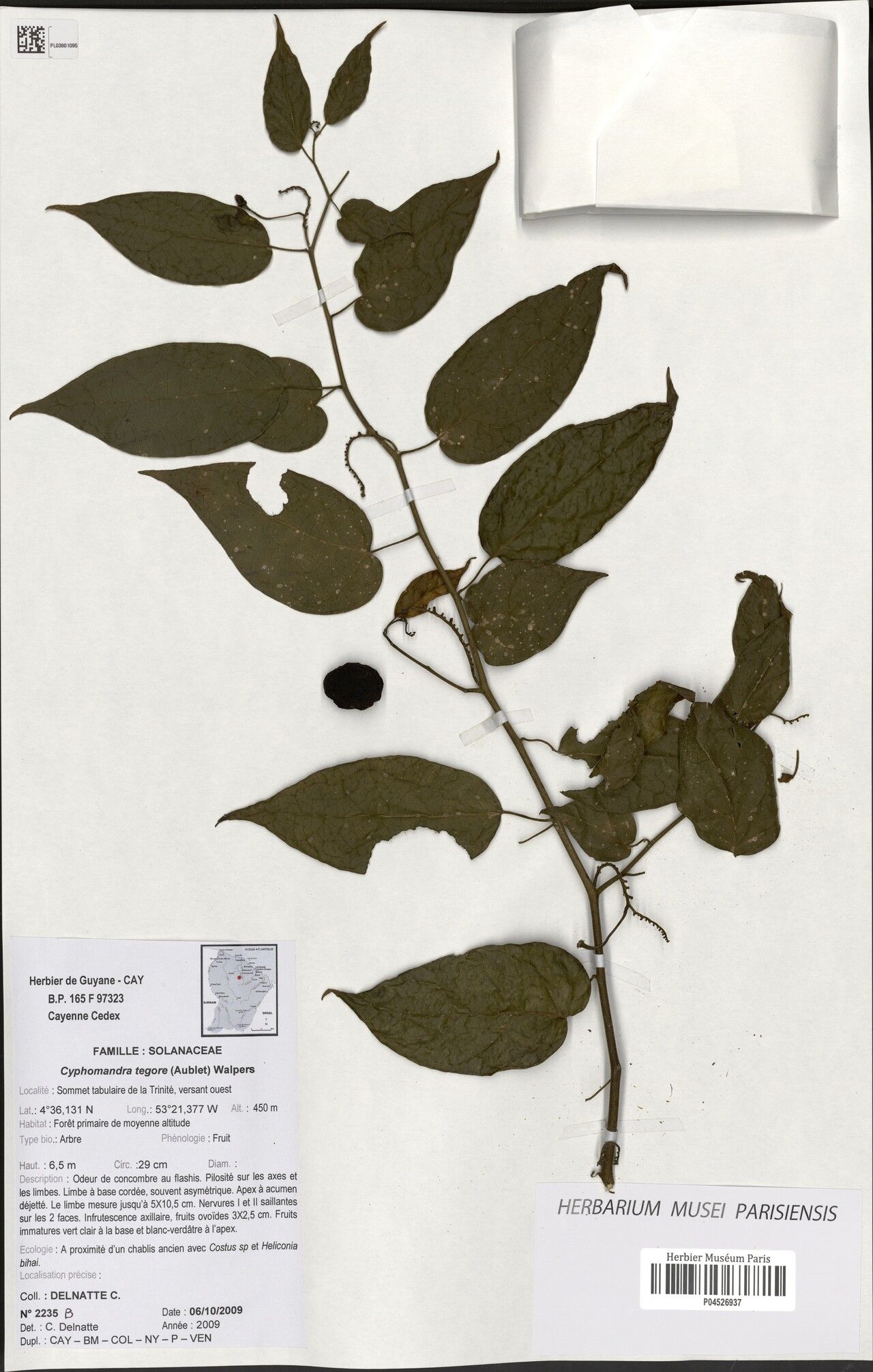 Cyphomandra tegore — related species from the same genus