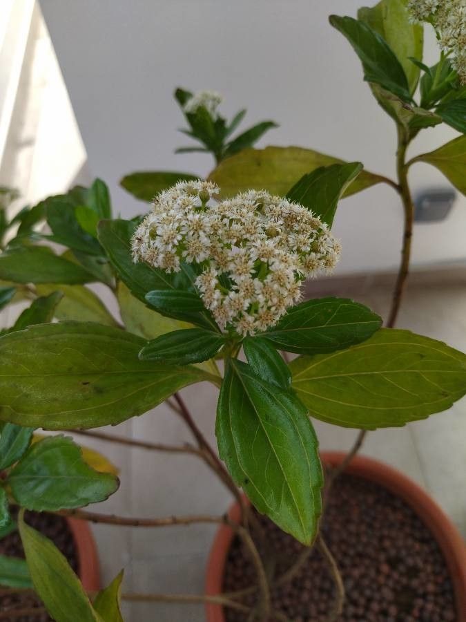 Psiadia viscosa flower