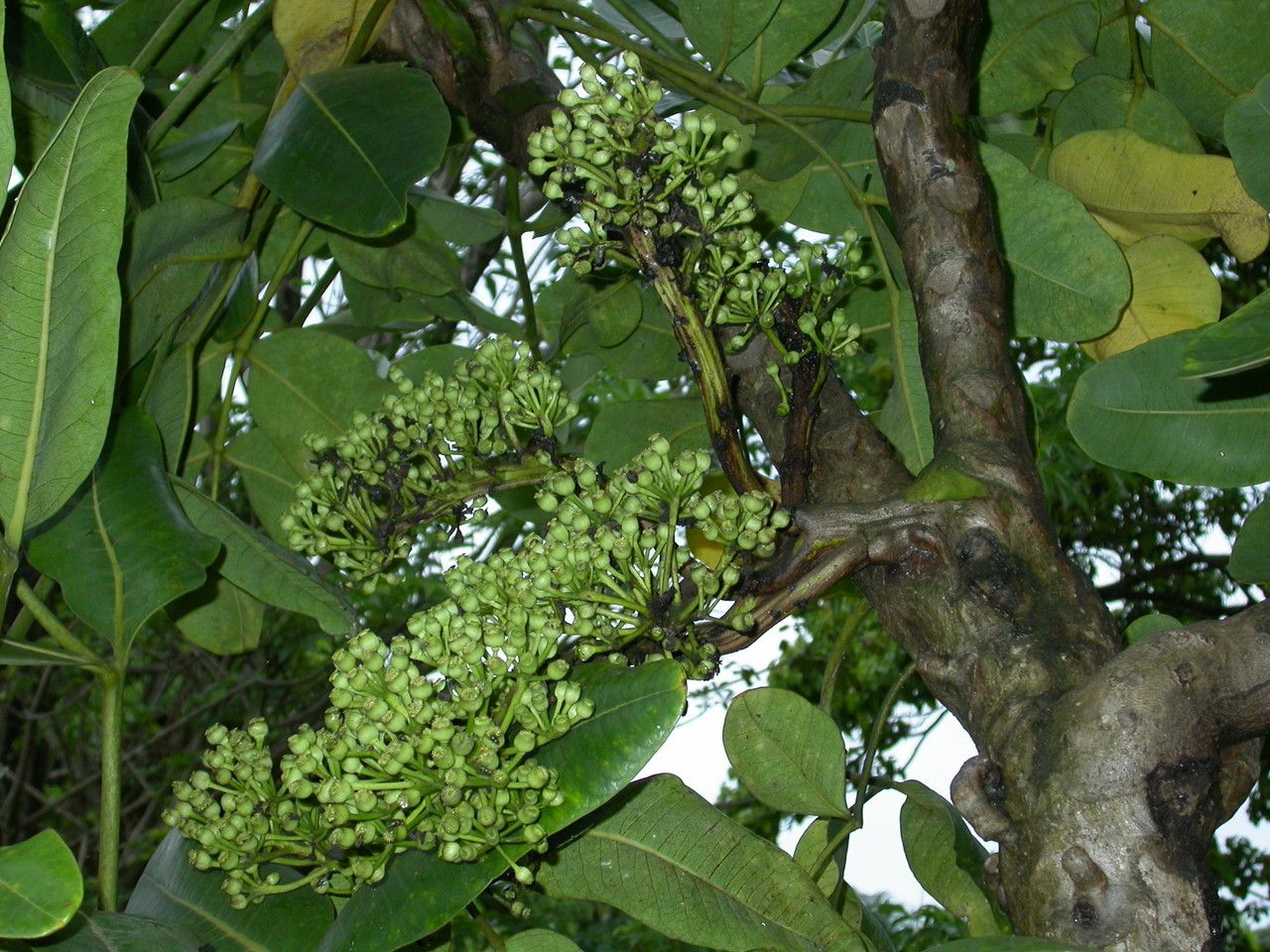Polyscias cutispongia flower