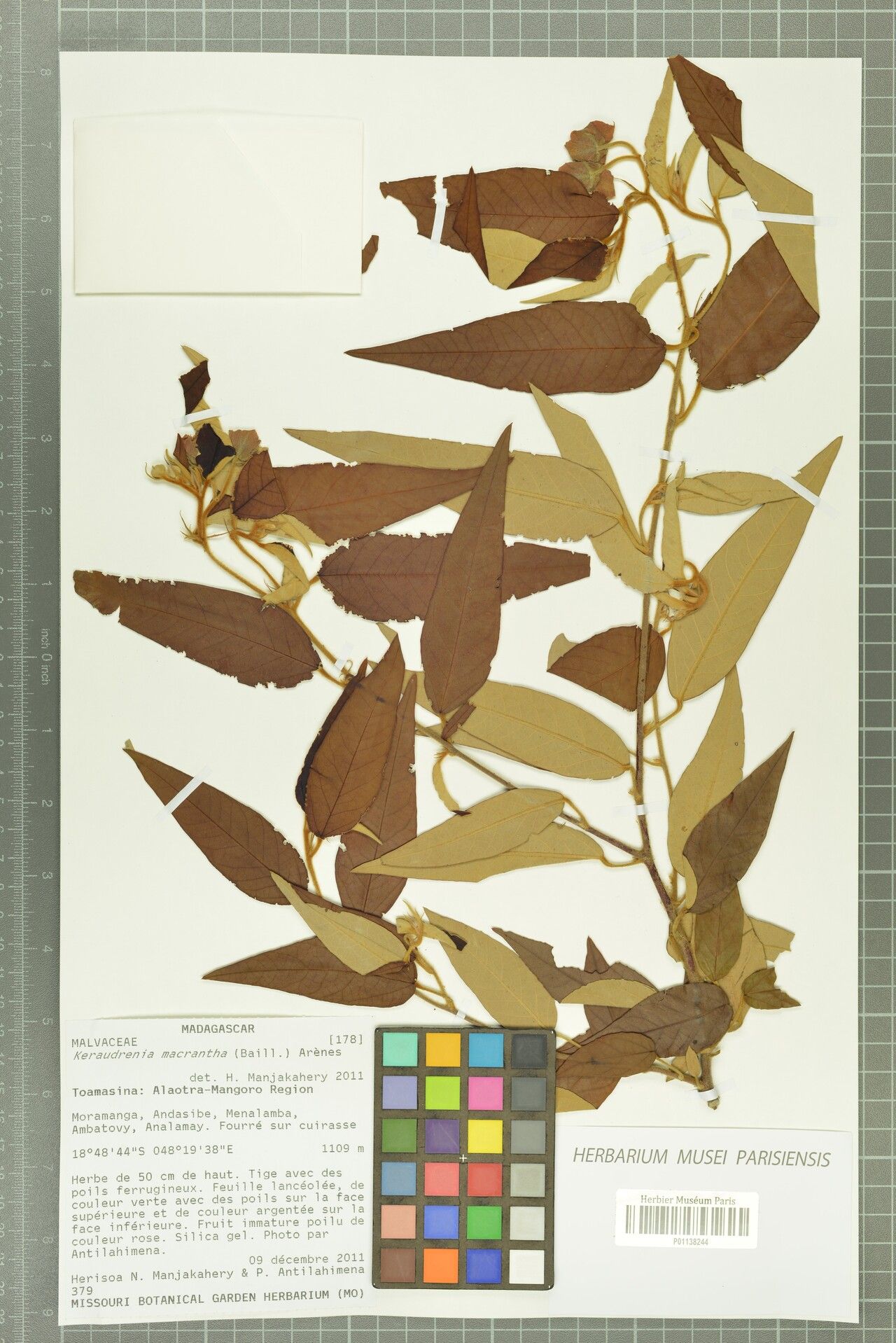 Seringia macrantha — houseplant care guide