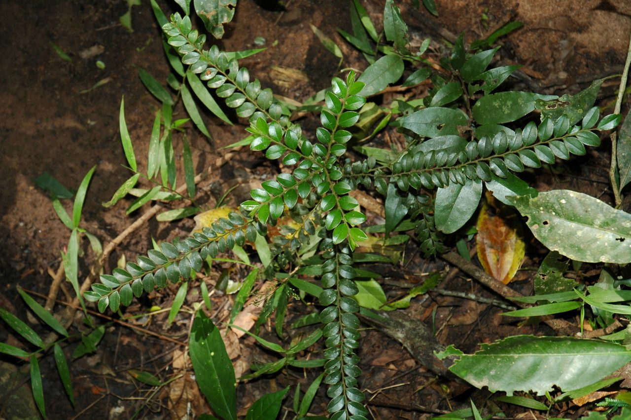 Diospyros buxifolia — search result for 'Ebenaceae'