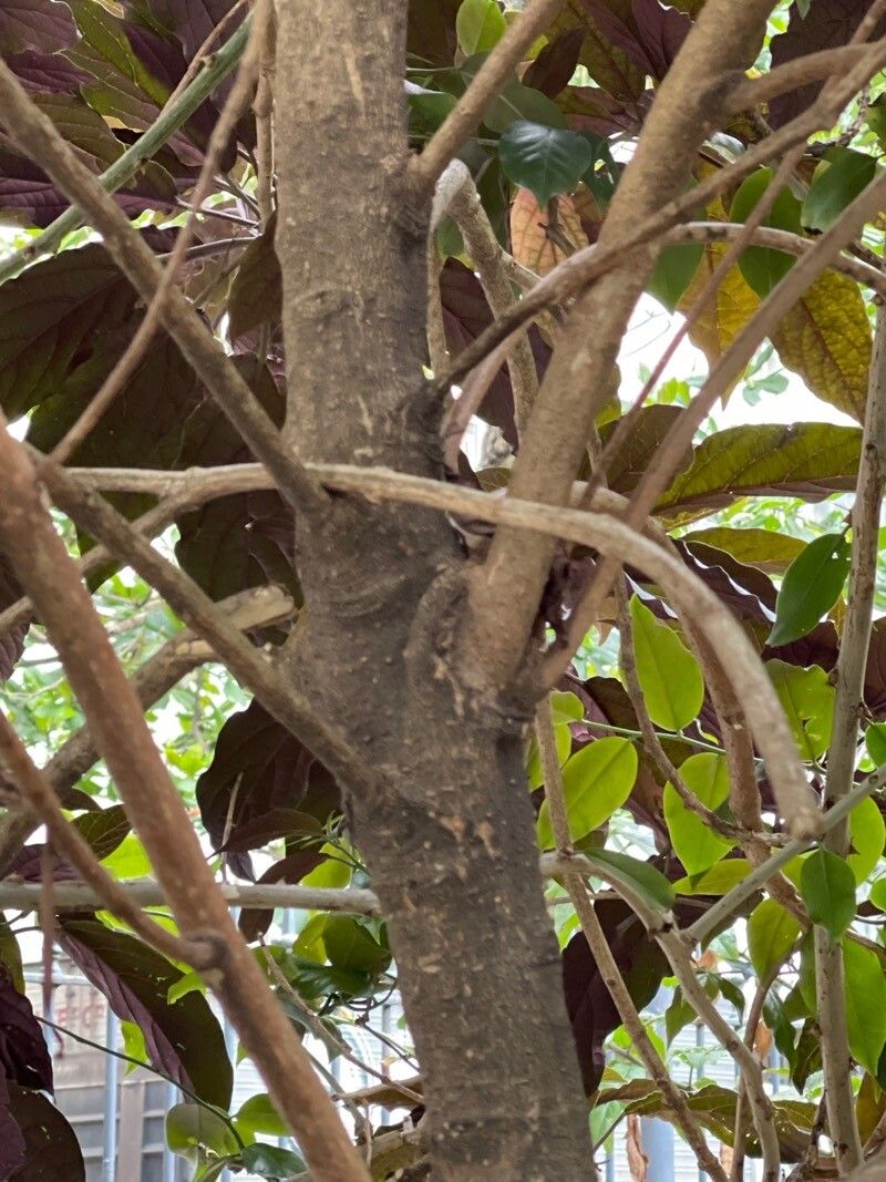 Clerodendrum quadriloculare bark