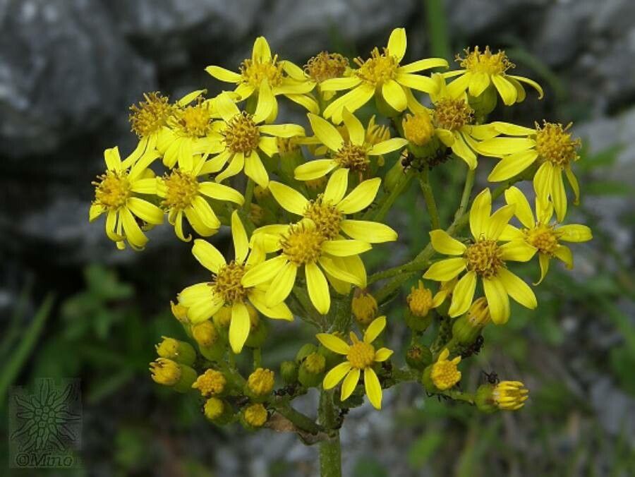 Senecio umbrosus — houseplant care guide