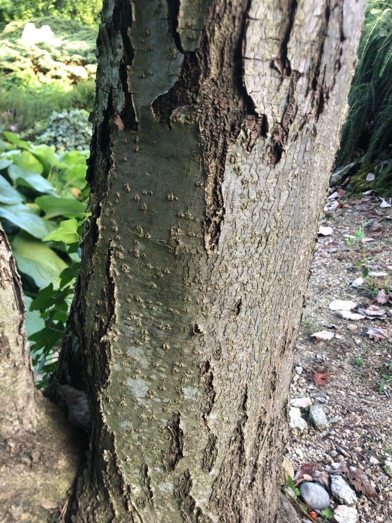 Hedlundia pekarovae bark