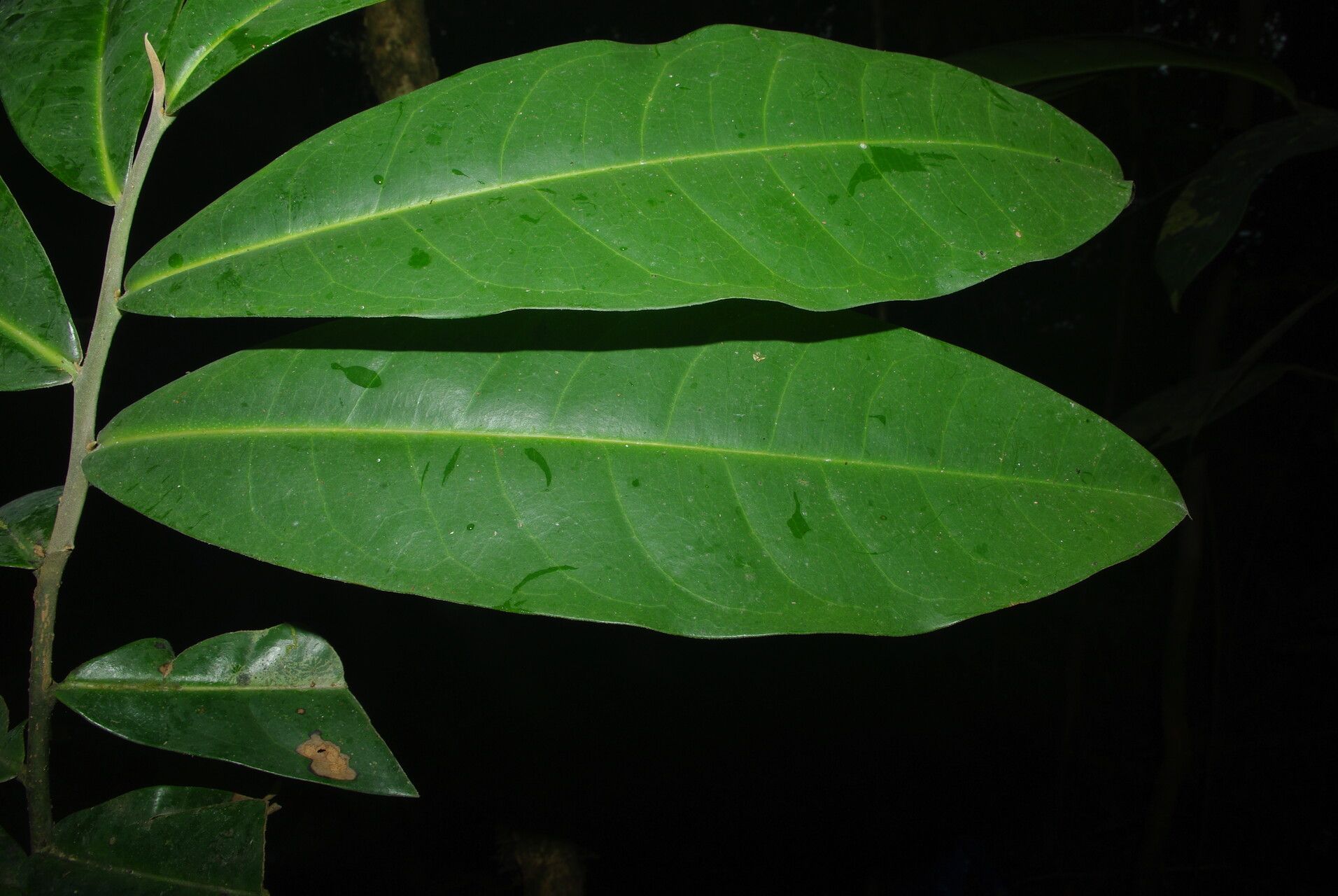 Duguetia dilabens — houseplant care guide