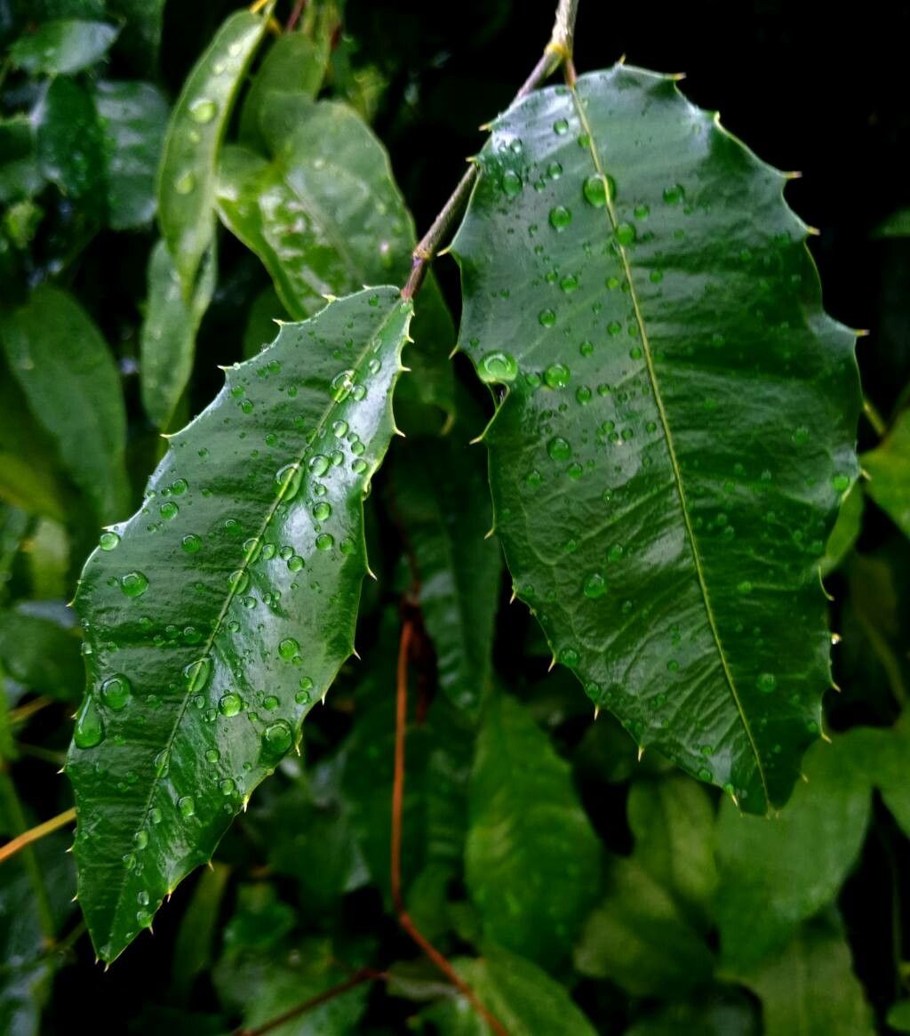 Streblus ilicifolius leaf