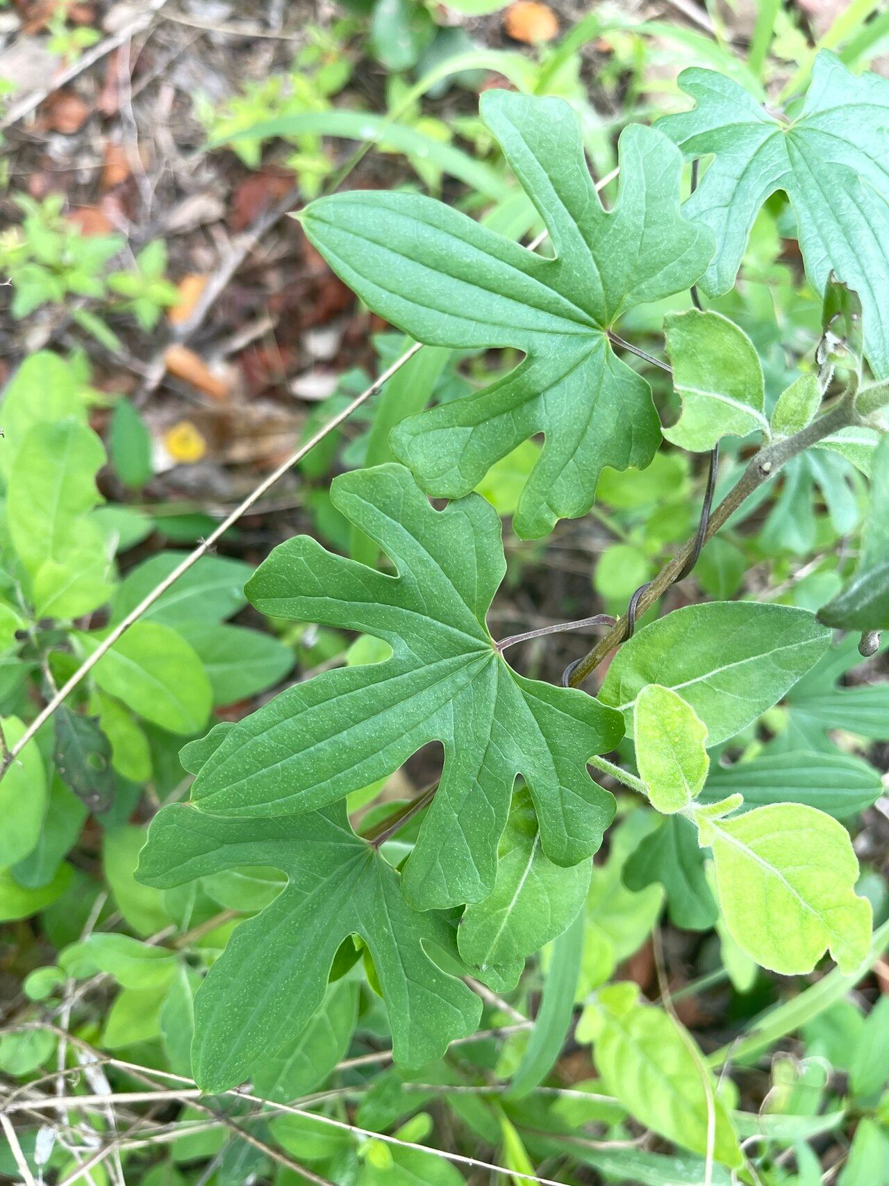 Dioscorea buchananii — houseplant care guide