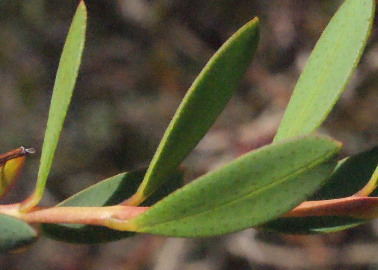 Melaleuca radula leaf