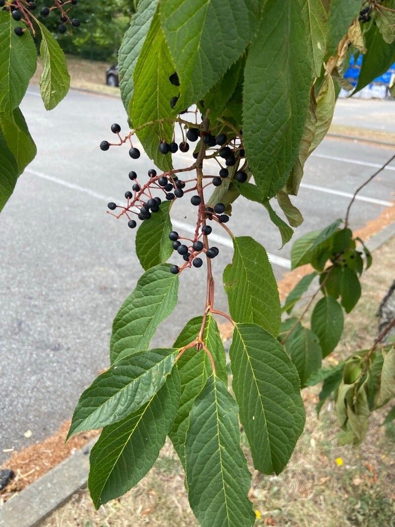 Prunus glandulifolia fruit