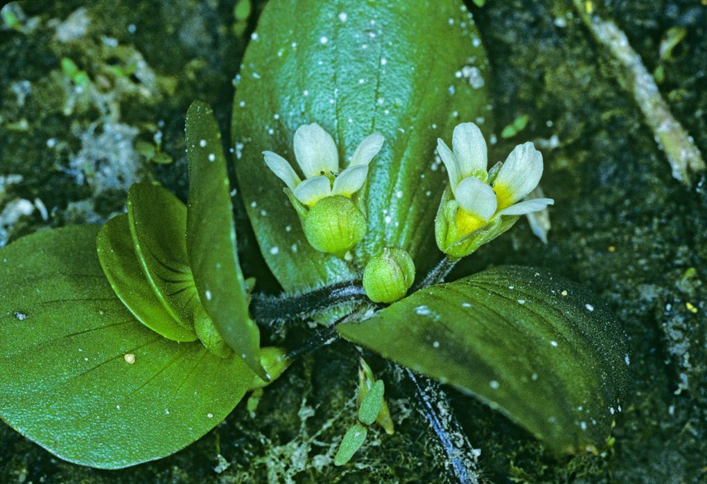 Bacopa rotundifolia — search result for 'Midwestern'