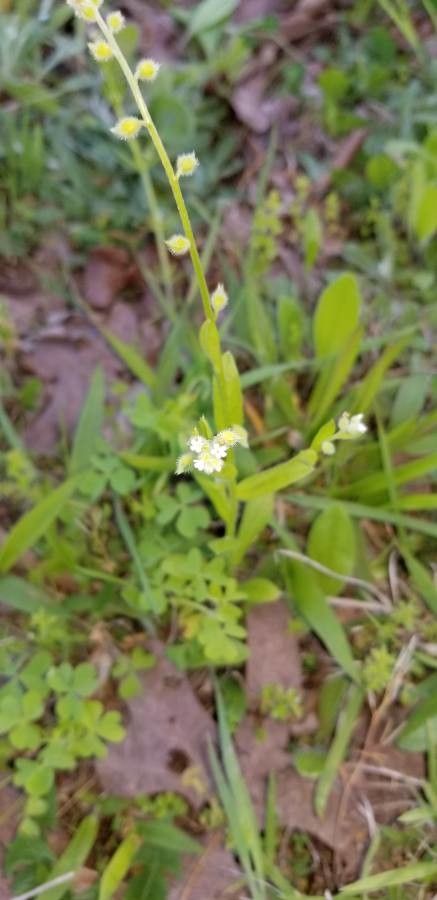 Myosotis macrosperma flower