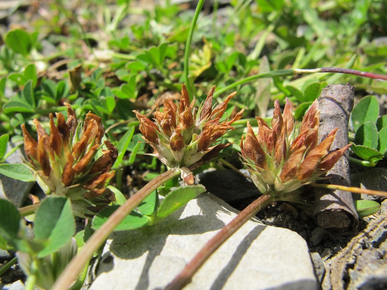 Trifolium thalii fruit