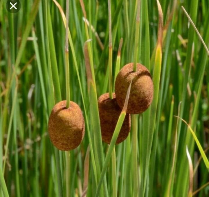 Typha minima fruit