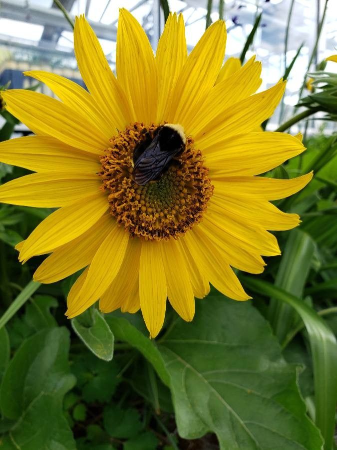 Balsamorhiza deltoidea flower
