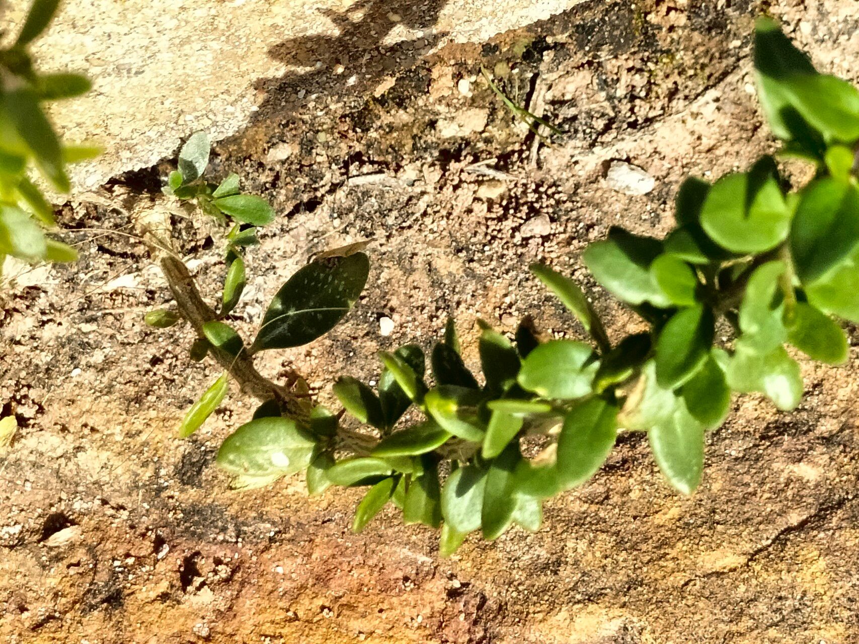 Roepera flexuosa habit