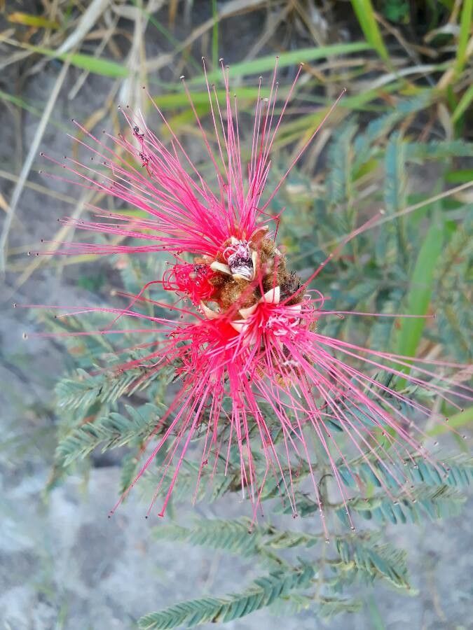 Calliandra eriophylla flower