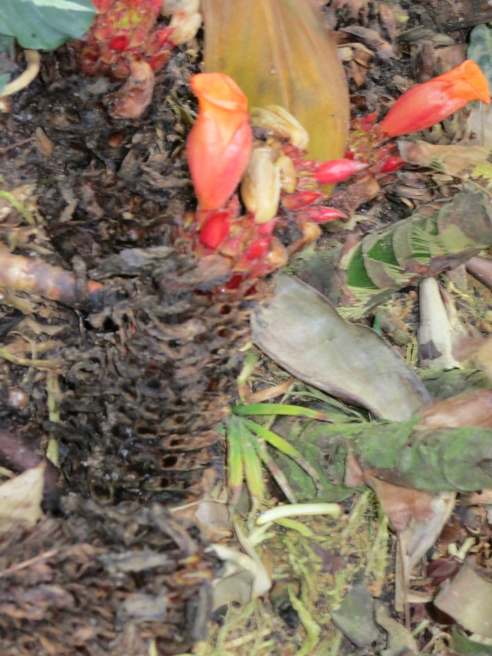 Hellenia globosa — related species from the same genus