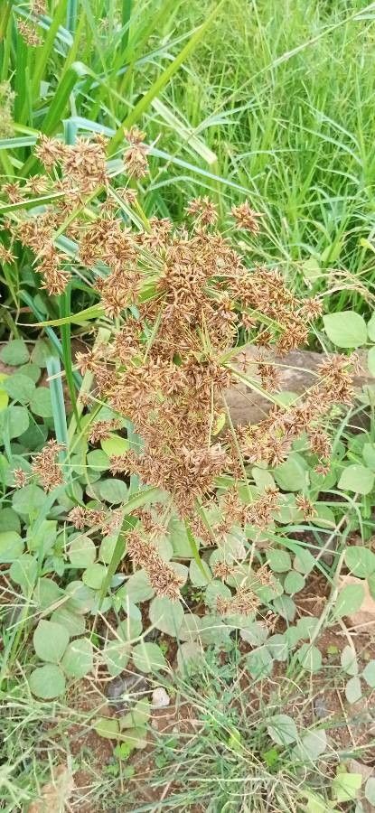 Gahnia javanica flower