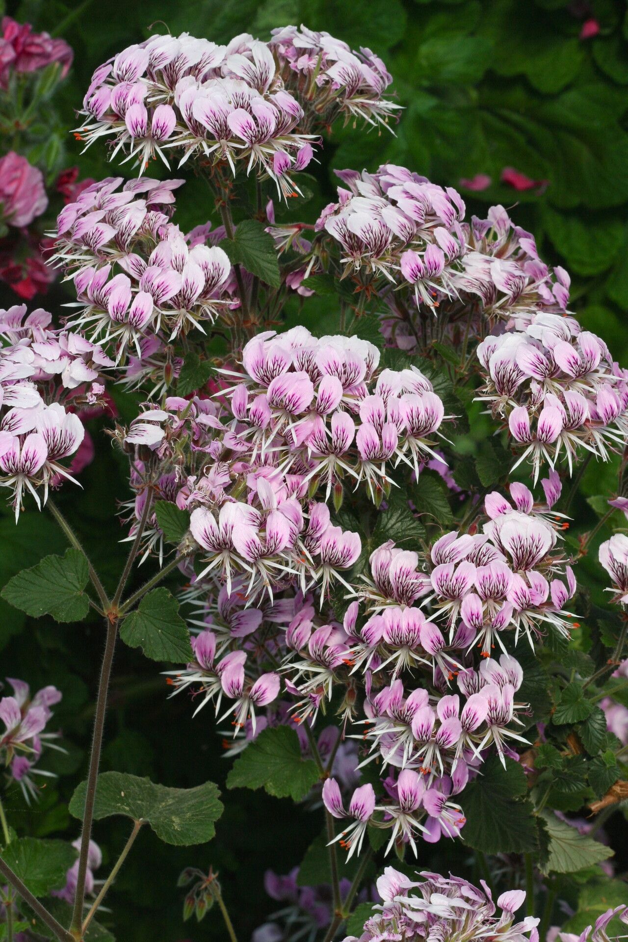 Pelargonium ribifolium — large blooms houseplant