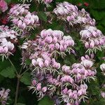 Pelargonium ribifolium