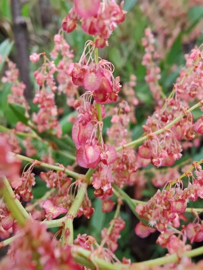 Rumex usambarensis fruit