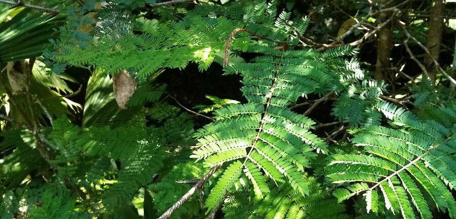 Acacia allenii — houseplant care guide