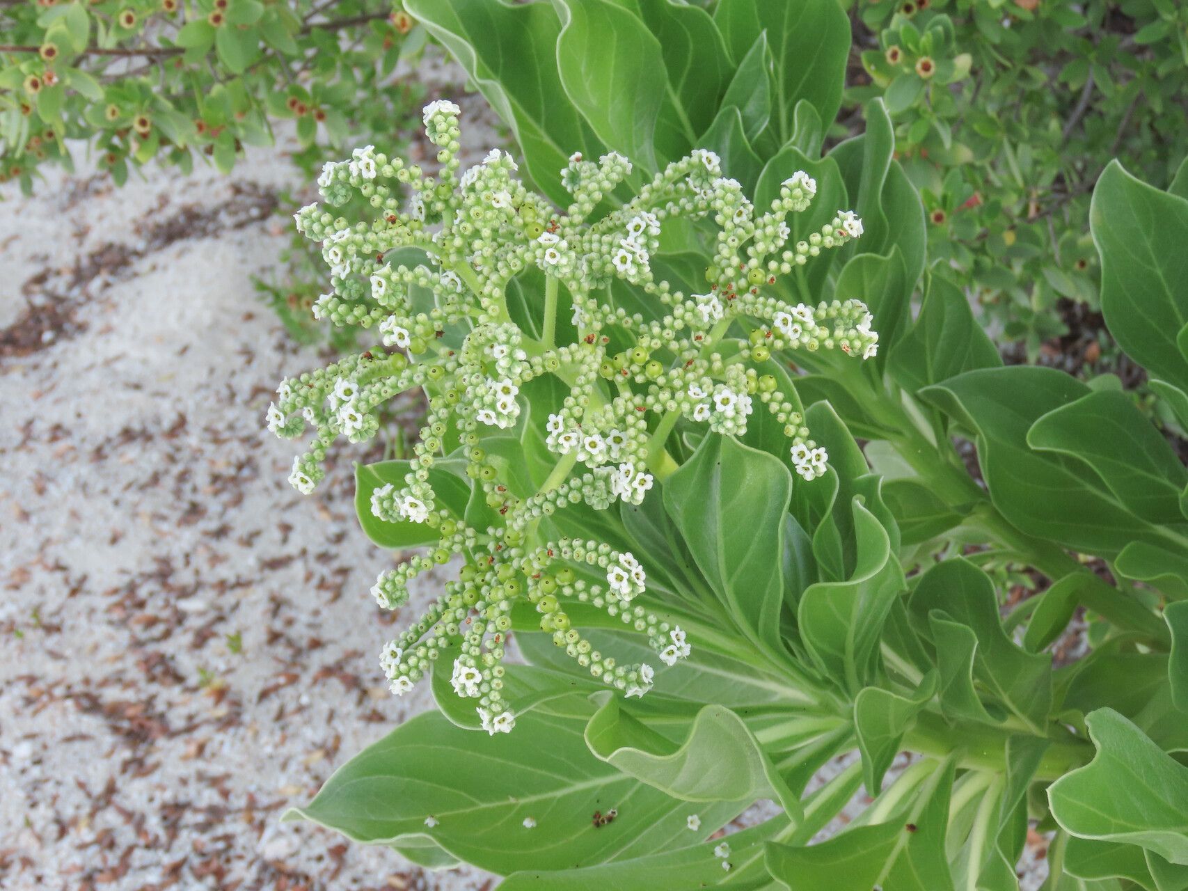 Heliotropium arboreum — search result for 'Heliotropium'