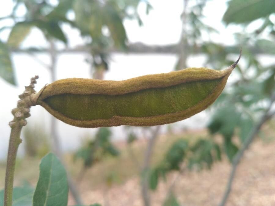 Inga uraguensis fruit