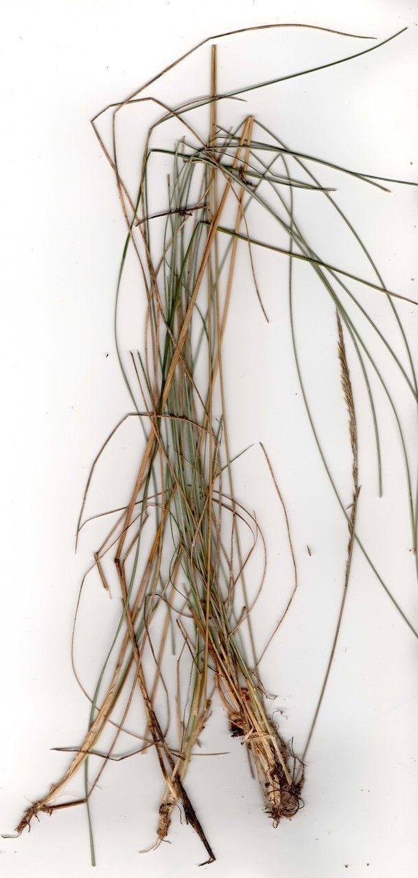Festuca vasconcensis habit