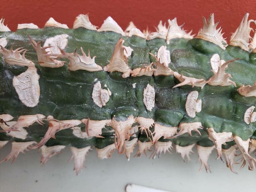 Euphorbia viguieri — houseplant care guide